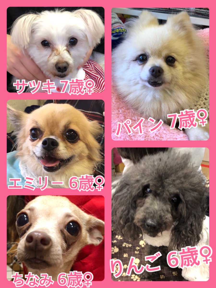 🐾今日の里親様募集中ワンコ🐶メンバーです🐾2019,1,23